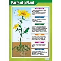 Daydream Education Parts of a Plant Science Poster - Gloss Paper - LARGE FORMAT 33” x 23.5” - STEM Classroom Decoration - Bulletin Banner Charts