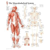 Musculoskeletal System chart: Wall Chart