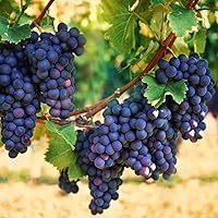 TriStar Plants - Concord Grape Vine - 3 Pack Bare-Root - No Ship California, Table Grapes, Eating Grapes, Grape Vine, Blue Grapes, Seedless Grapes, Purple Grape