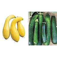Early Summer Crookneck Summer Squash 50 Seeds & Black Beauty Zucchini 100 Seeds Bundle