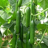 Cucumber Beit Alpha (60 seeds) Fresh Persian Flavor