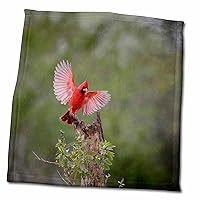 3dRose Danita Delimont - Animals - Northern Cardinal Landing. - Towels (twl-332195-3)