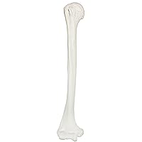 Axis Scientific Humerus Bone Model | Right | Cast from a Real Human Humerus Bone l Upper Arm Bone Model Has Realistic Texture and Important Bony Landmarks | Includes Product Manual