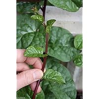 Red Malabar spinach [Guyanese thick leaf callaloo] fast-growing vine~500 seeds