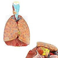 Veipho Human Lung Model, Respiratory System Model with 51 Parts Indication Signs, 7 Removable Parts Life Size Lung Model, Lung Anatomical Model, Includes Heart and Throat & Base and Chart