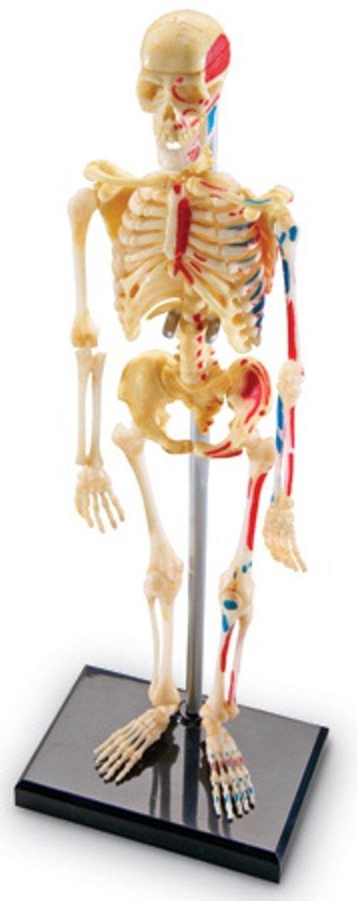 Learning Resources Skeleton Model, Miniature Model, Easy to Manipulate, 41-Piece Model, Ages 8+ Multi-color, 9.2 inches tall