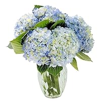 Kabloom Prime Next Day DELIVERY - Mother’s Day Collection - Beauty Bouquet of 6 Blue Hydrangeas with Vase Gift for Sympathy, Anniversary, Get Well, Thank You, Valentine, Mother’s Day Flowers