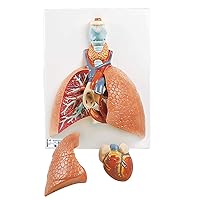3B Scientific VC243 Life-Size 5-Part Lung Model - 3B Smart Anatomy
