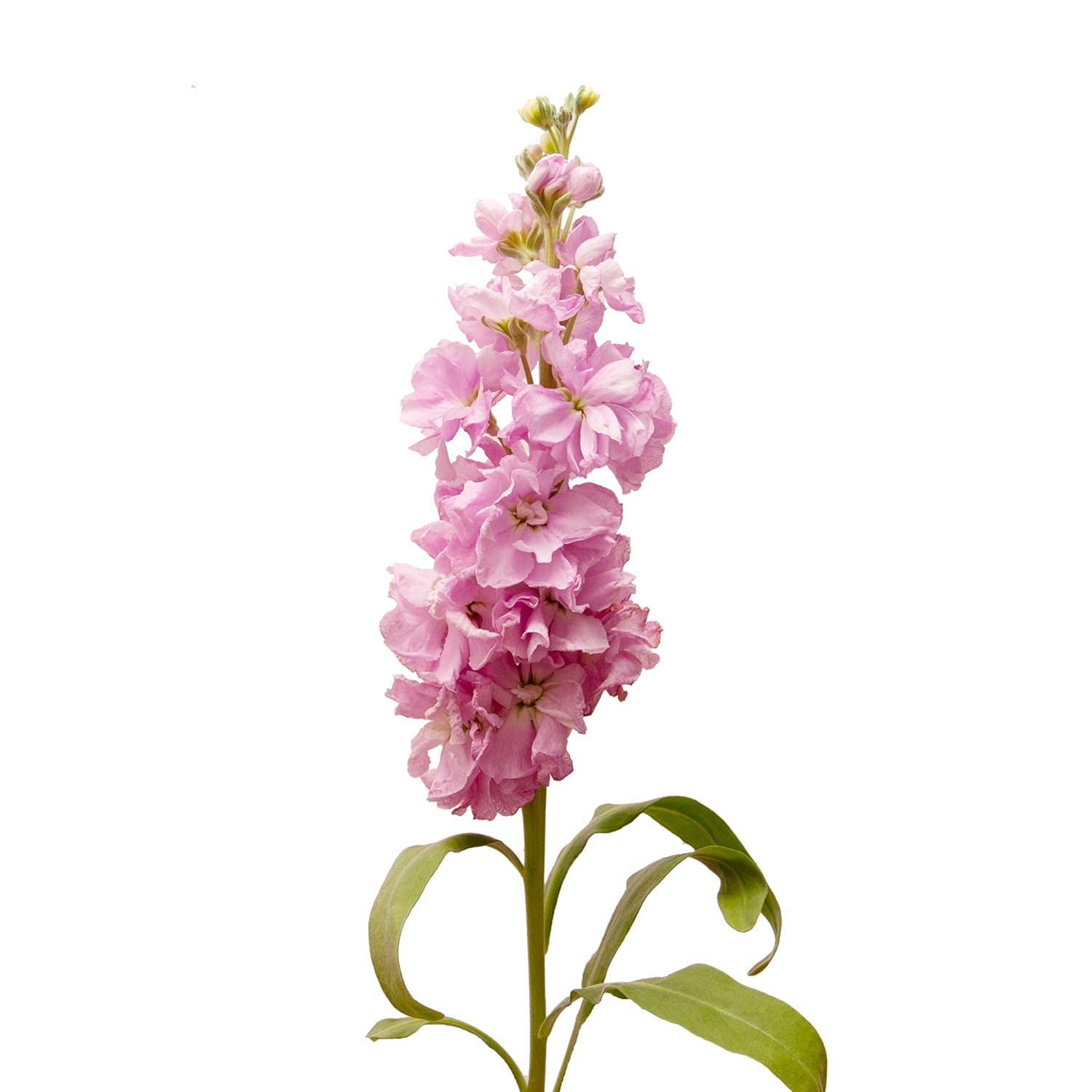 Stock, Pink - 140 Stems