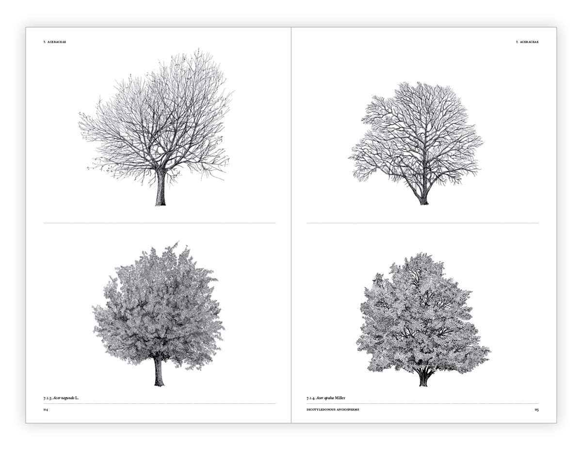 The Architecture of Trees