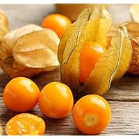Seeds Ground Cherry (Cape Gooseberry, Goldenberry) Orange Physalis Vegetable for Planting Non GMO