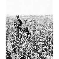 Egyptian Workers in Opium Poppy Field 1900s 11x14 Photograph Photo Print