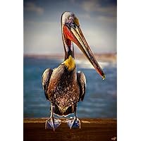 Peter Pelican Portrait by Chris Lord Photo Photograph Bird Pictures Wall Decor Beautiful Art Wall Decor Feather Prints Art Nature Wildlife Animal Bird Prints Cool Wall Decor Art Print Poster 24x36