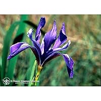Flower Essence Services Iris Dropper Herbal Supplements, 0.25 Ounce
