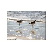 Posters Coastal Landscape Wall Art Beach Animal Bird Art North American Sandpiper Poster Canvas Painting Posters And Prints Wall Art Pictures for Living Room Bedroom Decor 8x10inch(20x26cm) Unframe-s