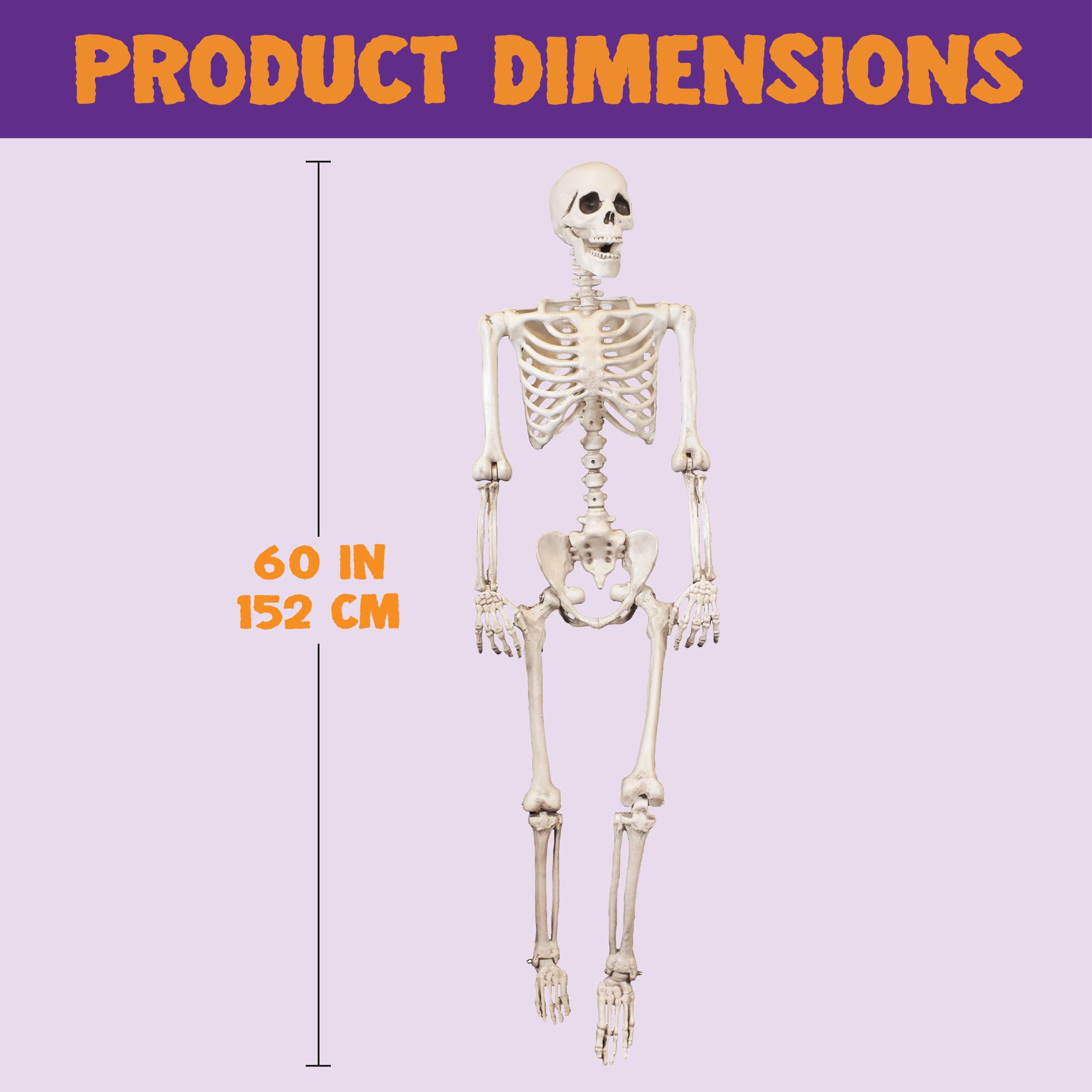 JOYIN 5 ft Pose-N-Stay Life Size Skeleton Full Body Realistic Human Bones with Posable Joints for Halloween Pose Skeleton Prop Decoration