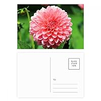Peach blossom Beautiful Flowers Postcard Set Birthday Mailing Thanks Greeting Card