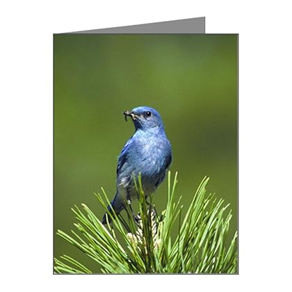 Truly Teague Note Cards (10 Pack) Blue Bird on an Evergreen