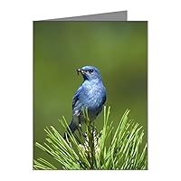 Note Cards (10 Pack) Blue Bird on an Evergreen