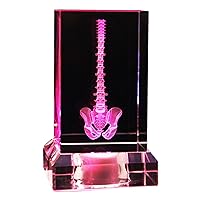 3D Human Spine Anatomical Model - Crystal Human Skeleton Model - Paperweight(Laser Etched) in Crystal Glass Cube Science Gift,B,Large Size