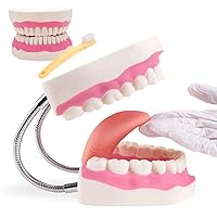 Dental Teeth Care Model-Mouth Model for Speech Therapy, Enlarged 6 Times Standard Size, for Both Dental and Speech Therapy Training. Includes Matching Giant Toothbrush