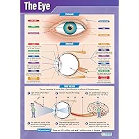 Daydream Education The Eye | Science Posters | Gloss Paper measuring 33” x 23.5” | STEM Charts for the Classroom | Education Charts