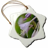 3dRose ORN_9041_1 Hosta Flower-Snowflake Ornament, Porcelain, 3-Inch