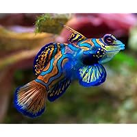 Psychedelic Mandarin Goby (Live Saltwater Fish)