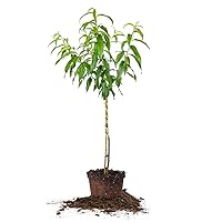 Flordaking Peach Tree 4-5ft. Tall | Large Fruit | Heavy Producer