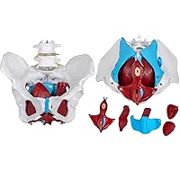 VEVOR Pelvic Floor Model, Scientific Anatomy Model, Colored Female Pelvis with 4 Removable Parts, Pelvic Floor Muscles and Reproductive Organs, Pelvic Model Female with Muscles, Life Size Pelvis Model