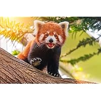 Laminated Red Panda Cute Adorable Sun Nature Animal Animal Kids Room Baby Nursery Asia Bear Poster Bear Picture Bear Posters for Wall Bear Print Wall Art Bear Pictures Large Dry Erase Sign 36x54