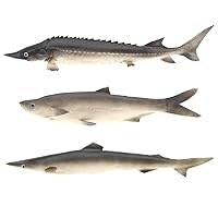 3 PCS Sea Creatures Fake Shark Artificial Chinese Sturgeon Fish Wall Hanging Food Toy Model for Home Party Kitchen Christmas Photography Prop
