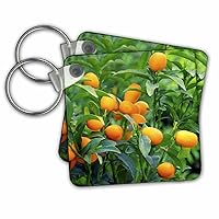 3dRose Key Chains Image of a Kumquat fruit tree, Prisma (kc-83504-1)