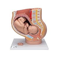 3B Scientific L20 Pregnancy Pelvis 3-part - 3B Smart Anatomy