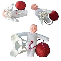 Unterrichtsmodell,Medizinische Institution Otolaryngologie Menschliches Mundstückmodell Des Mundstücks Laryngeal Modell Laryo Modell/Zunge/Zahnmodell/Laryngealanatomie Modell/Schil
