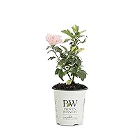 Sugar Tip Rose of Sharon (Hibiscus) Live Shrub, Light Pink Flowers and Variegated Foliage, 4.5 in. Quart