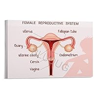 BLUDUG Female Reproductive System Posters Hospital Obstetrics And Gynecology Bulletin Canvas Painting Wall Art Poster for Bedroom Living Room Decor16x24inch(40x60cm)