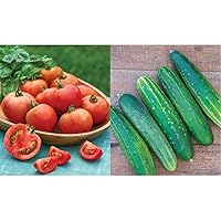 Burpee Early Girl Tomato Seeds 50 Seeds & Straight Eight Slicing Cucumber Seeds 200 Seeds