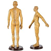 1 Piece (Brown Color) Male Acupuncture Model 50cm/20inch with Chinese Points & Base PVC Human Body Acupuncture Model Acupuncture Point Model