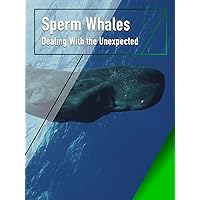 Sperm Whales - Dealing With the Unexpected