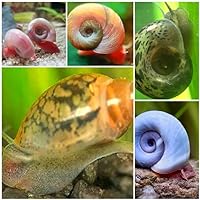 60 Ex Sm/Sm Snail Mix-Snails-Great Feeder for Your Freshwater Life OR Cleaner for Your Tank-Ships Next Day-Please See Our Shipping/Return POLICLY