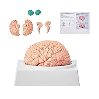 Human Brain Model Anatomy 9-Part Model of Brain Life Size Human Brain Anatomical Model w/Display Base & Color-Coded Artery Brain Teaching Anatomy of Brain for Science Classroom Study Display