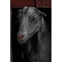 Goat in Red Barn Portrait Photo Goat Art Wall Decor Goat Pictures For Walls Farm Animal Pictures Wall Decor Pictures Of Cute Animals Farm Pictures Wall Decor Cool Wall Decor Art Print Poster 16x24