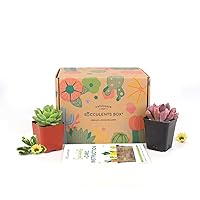 Succulents Box, 2 Succulents/Month Subscription Boxes - Live Indoor Plants Box, Great Gift for Plant Lovers, Great Gift Ideas for Coworker Employees
