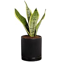 Snake Plant in Black Ceramic Fluted 5 Inch Pot - Low-Maintenance Houseplant, Pre-Potted with Premium Soil