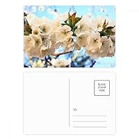 White Flowers Beautiful Rose Postcard Set Birthday Mailing Thanks Greeting Card