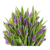 KaBloom PRIME OVERNIGHT DELIVERY - WEDDING COLLECTION - PREMIUM 50 Purple Tulips - Farm Direct Wholesale Fresh Flowers
