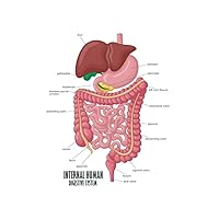Internal Human Digestive System Illustration Human Anatomy Educational Chart Cool Huge Large Giant Poster Art 36x54
