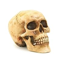 Grinning Highly Realistic Replica Human Skull Statue Home Décor 6.5x4.25x4.6