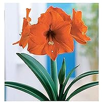 Orange Sovereign Amaryllis - Orange Bare Root Bulb 28-30 cm.